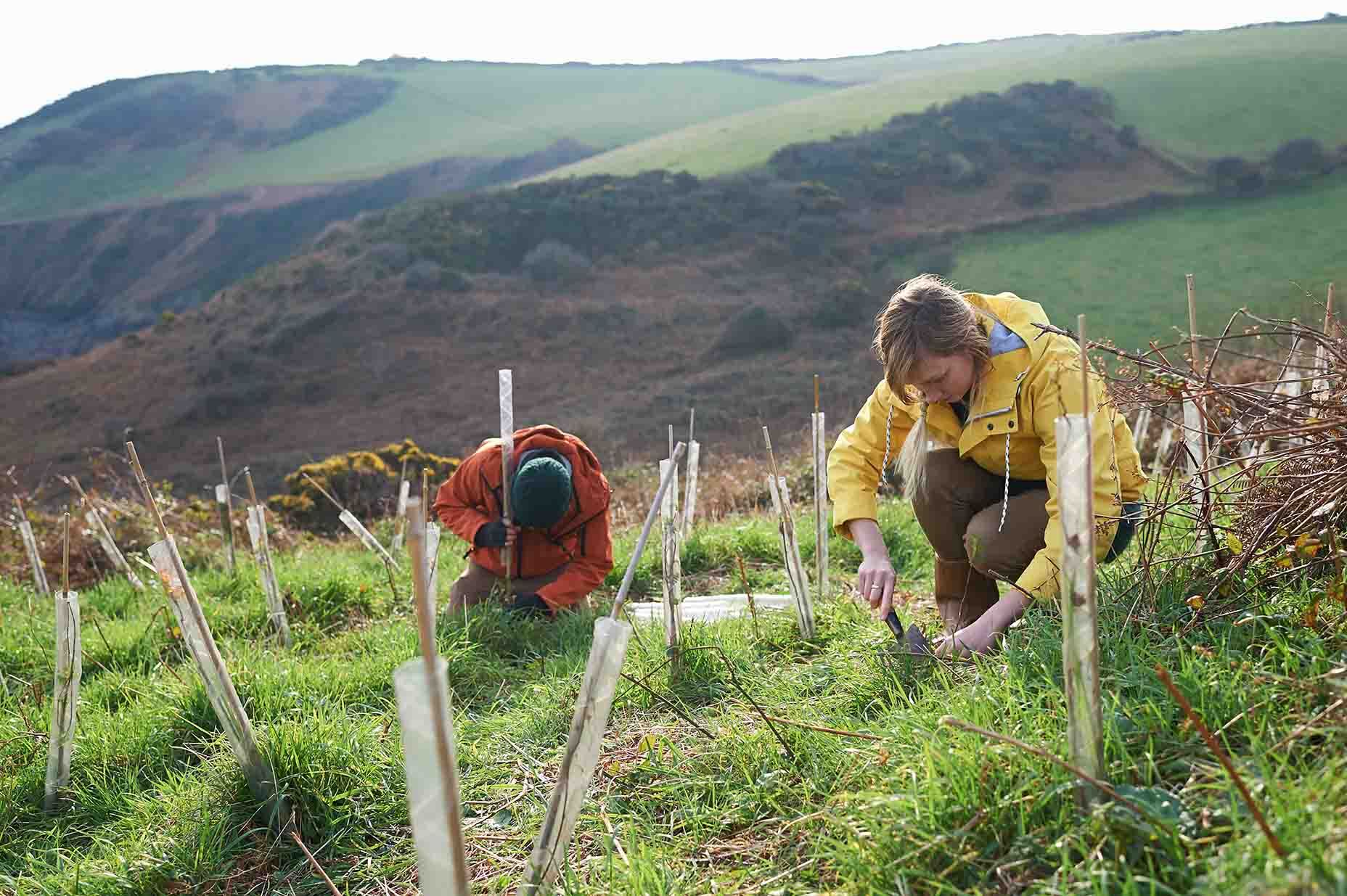 Two people planting trees for reforestation